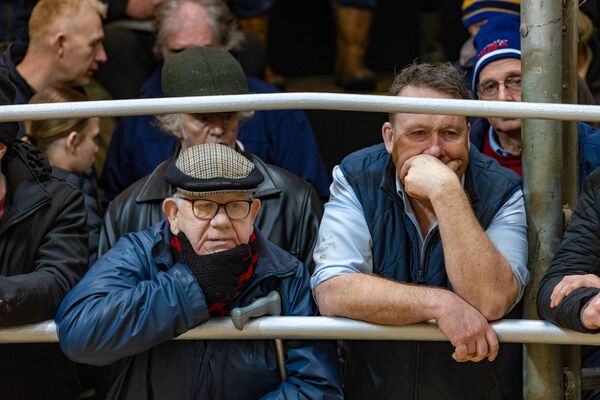 Studying the livestock during the Tullow Mart 70 years celebrations Studying the livestock during the Tullow Mart 70 years celebrations