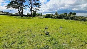 Important Bord Bia review is 'swift and clean', Agriculture Minister says