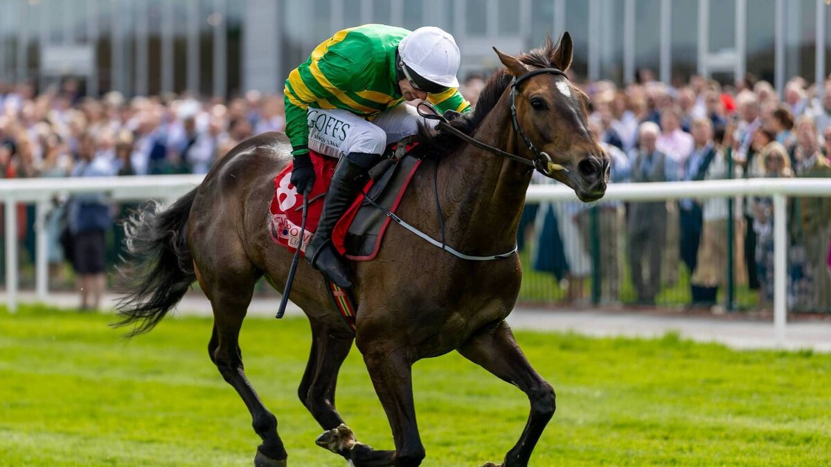Local trainers assess their Cheltenham chances