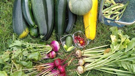 Carlow council launches seed library scheme for growing food