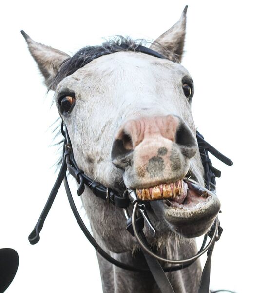  Il Etait Temps after winning the BetMGM Queen Mother Champion Chase Photo: ©INPHO/Tom Maher