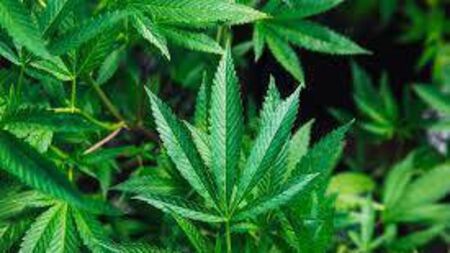 Defendant grew cannabis in Rathvilly for chronic sleep condition