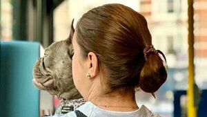 Pets on public transport consultation closes today