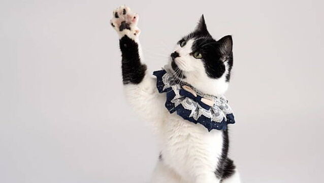 Piano-playing rescue cat from Wicklow a whisker away from stardom after landing major TV role