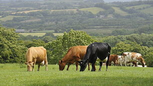 Pensioner used hammer to cause €10,000 damage to car after row about flower pots