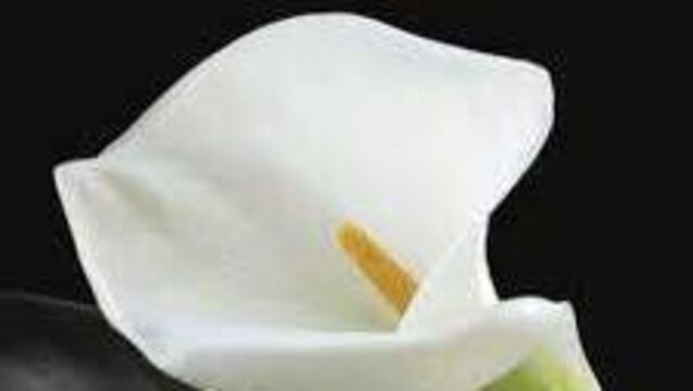 <p>RIP </p>