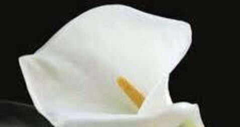 Bernadette Reddy from Green Road, Carlow – a woman of charitable spirit 