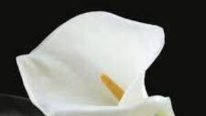 Carlow manager of Leinster Marts, Jimmy Walsh remembered 