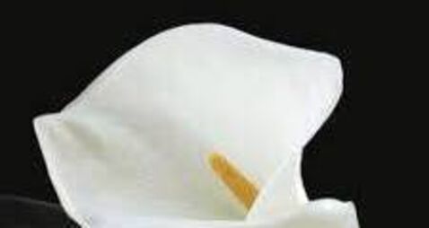 Carlow manager of Leinster Marts, Jimmy Walsh remembered 