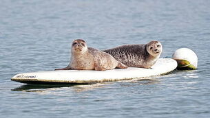 Fuel protests: Gardaí call for organisers to engage with them as protests could continue to next week