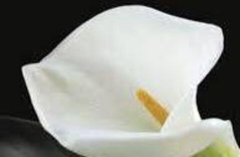 Ina Broughall was first woman from Carlow to be national ICA president