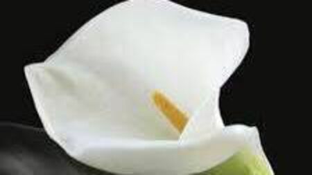 Ina Broughall was first woman from Carlow to be national ICA president