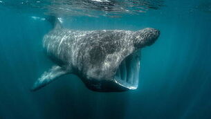 Man (40s) arrested as part of investigation into posting false allegations on social media