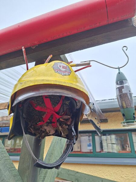 An old helmet which is now a nesting site for a local bird