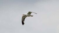 Councillor suggests releasing birds of prey to stop seagulls tormenting the public