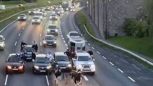 <p>A screengrab from the video of the illegal sulky racing on the N7 </p>