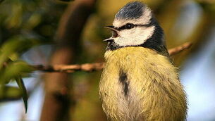 Deliveroo driver denied bail over alleged sexual assault of girl (8)