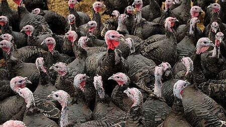 Compulsory housing order for poultry lifted after reduction in risk of avian influenza