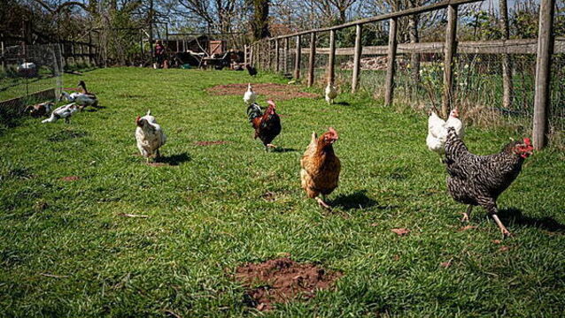 Bird flu restrictions eased across the island of Ireland