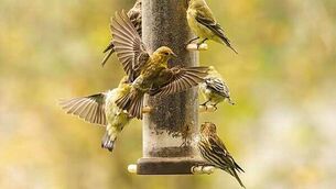 Gardaí discover explosive device after shots fired at house in Limerick
