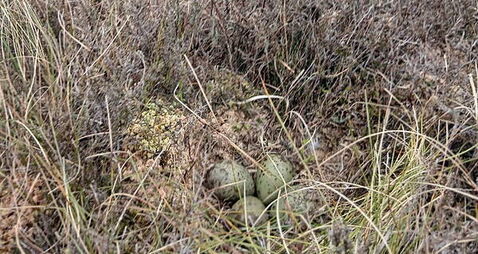 Curlew nest found by crews tackling Co Fermanagh wildfire is removed to safety