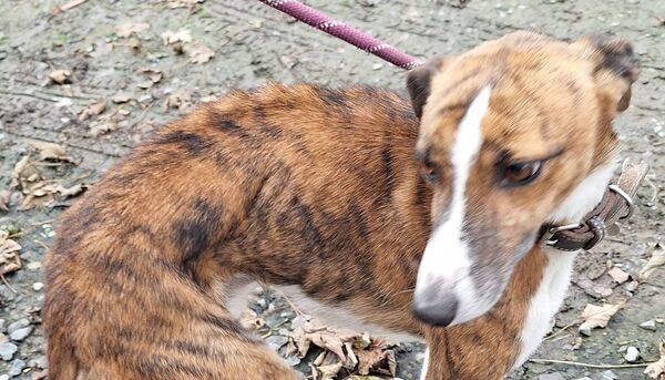 An emaciated Lurcher that was found on the property by the NSPCA officer An emaciated Lurcher that was found on the property by the NSPCA officer