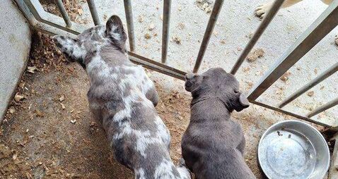 Man pleads guilty in Carlow District Court to 32 counts of dog cruelty on farm 