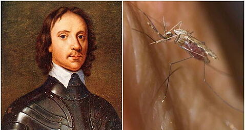 Cork City Council to consider tiny statue honouring mosquito linked to Oliver Cromwell’s death