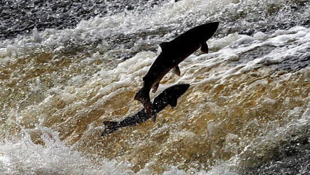 Over 20,000 fish estimated to have been killed in Louth river
