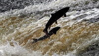 Over 20,000 fish estimated to have been killed in Louth river