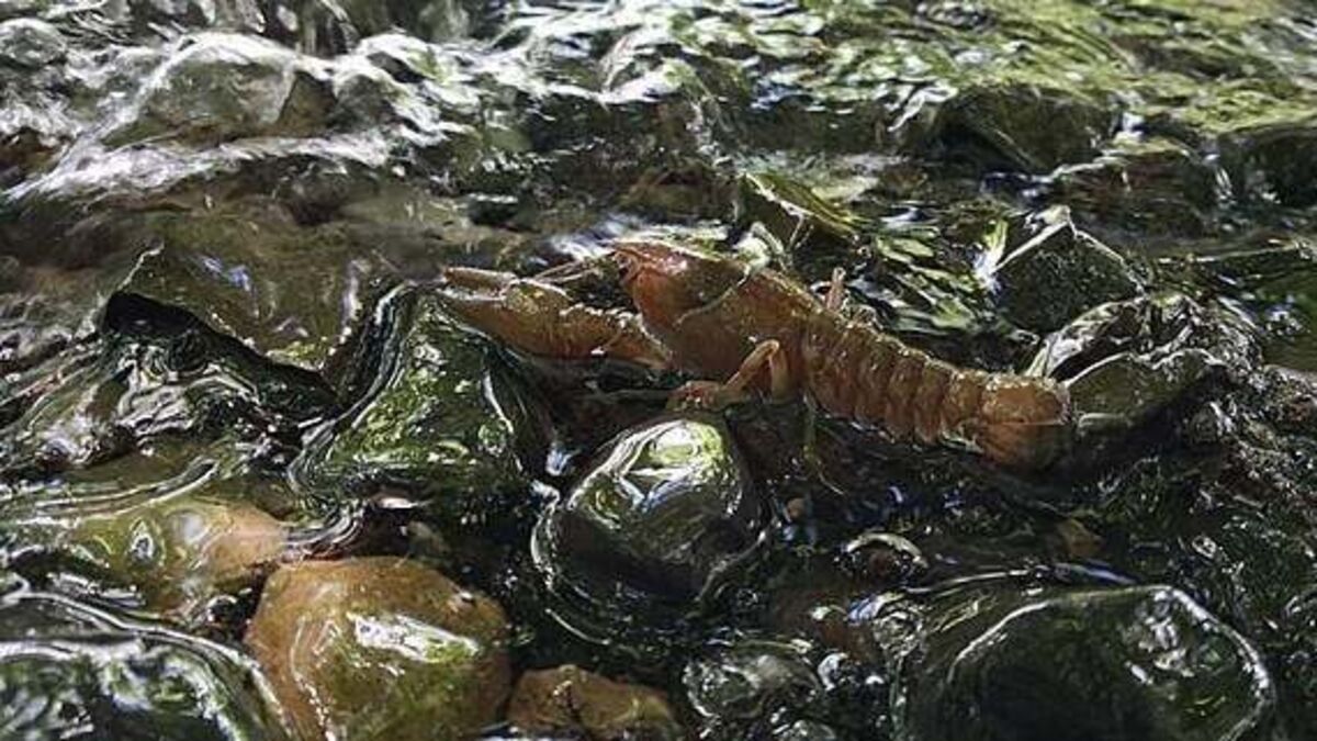 Crayfish plague confirmed in Dublin as Minister warns: ‘Clean your kit to protect wildlife’