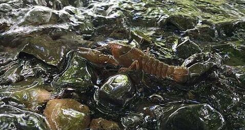 Crayfish plague confirmed in Dublin as Minister warns: ‘Clean your kit to protect wildlife’