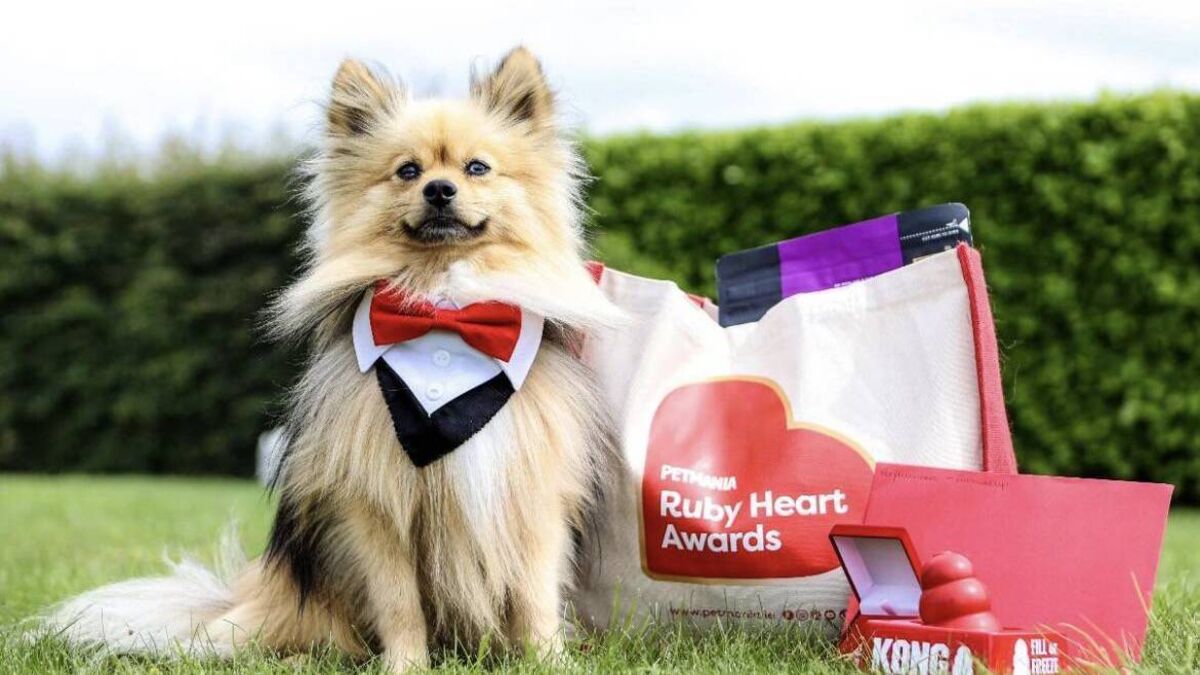 Carlow ‘pupfluencer’ runner-up in Petmania competition
