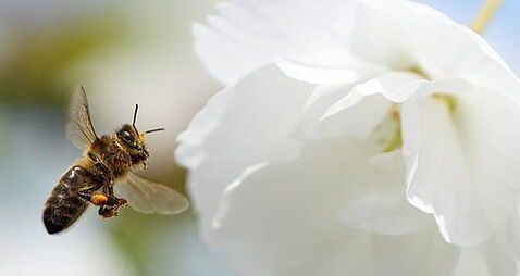 Churches and graveyards become biodiversity havens