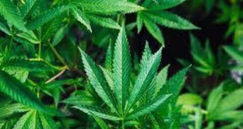€1k of cannabis found in house in Carlow town