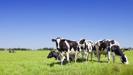 ICMSA warns of confusion over TB rules 