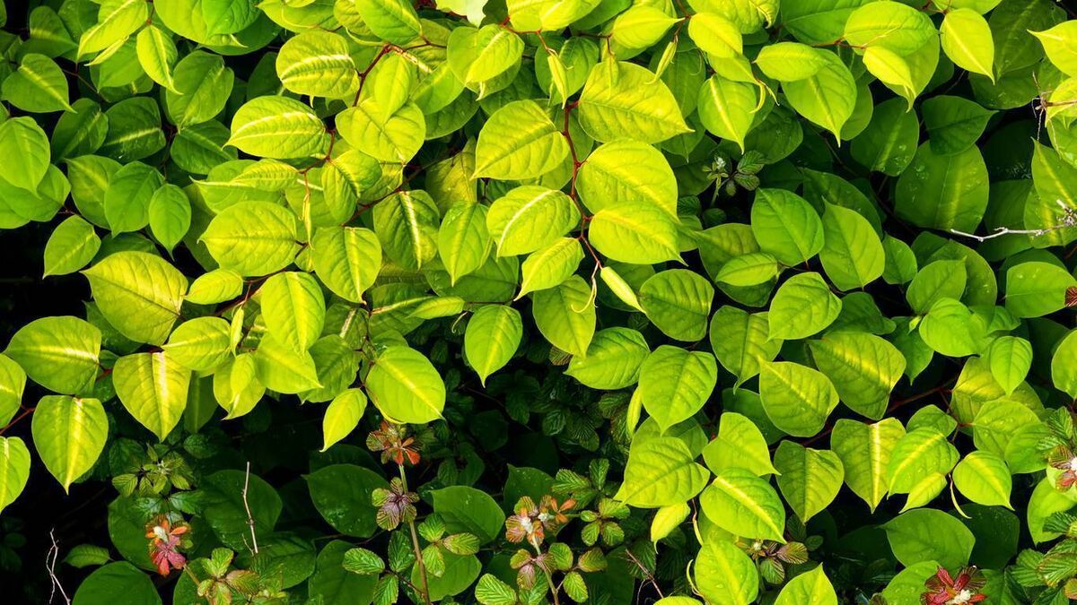 Knotweed delays works on Rathvilly pedestrian crossing