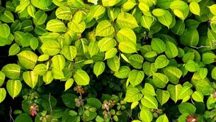 <p>Stock image of Japanese Knotweed via iStock</p> <p>Stock image of Japanese Knotweed via iStock</p>
