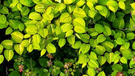 Knotweed delays works on Rathvilly pedestrian crossing 
