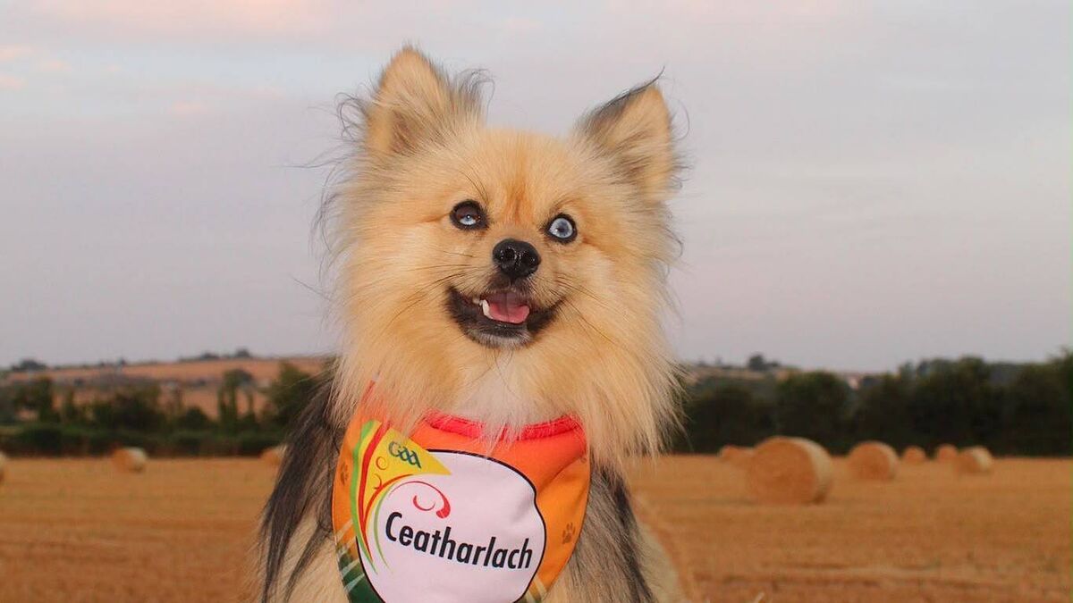 Carlow dog nose ahead in national cuteness contest