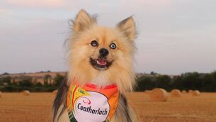<p>Max the pomsky is the Carlow Nose for 2026</p> <p>Max the pomsky is the Carlow Nose for 2026</p>