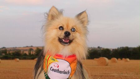 Carlow dog nose ahead in national cuteness contest