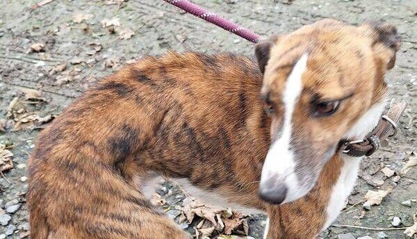 An emaciated Lurcher that was found on the property by the NSPCA officer