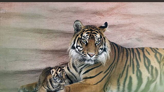 Sumatran Tiger litter welcomed at Fota