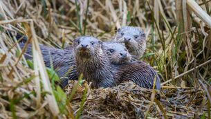 <p>Stock photo of otters</p> <p>Stock photo of otters</p>