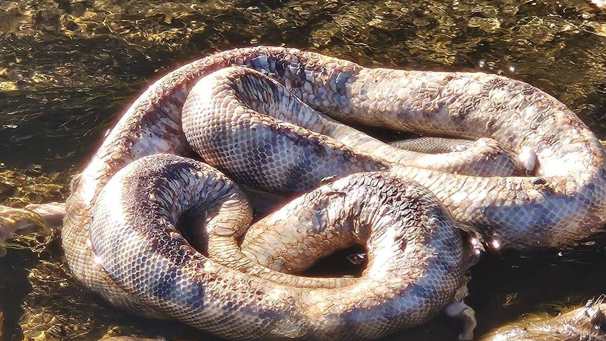 Dead snakes and deer dumped in River Slaney