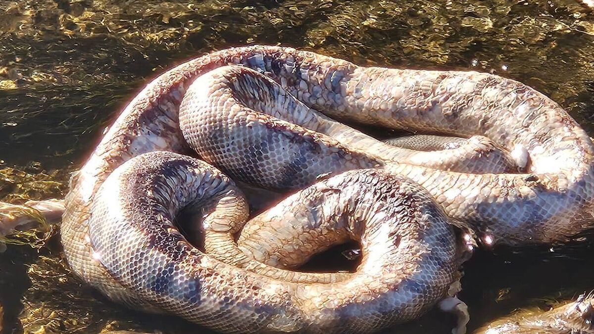 Dead snakes and deer dumped in River Slaney