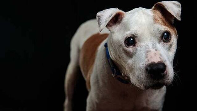 Alleged burglar left his dog behind at Dublin crime scene, court hears
