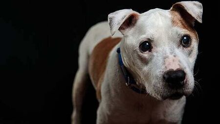 Alleged burglar left his dog behind at Dublin crime scene, court hears