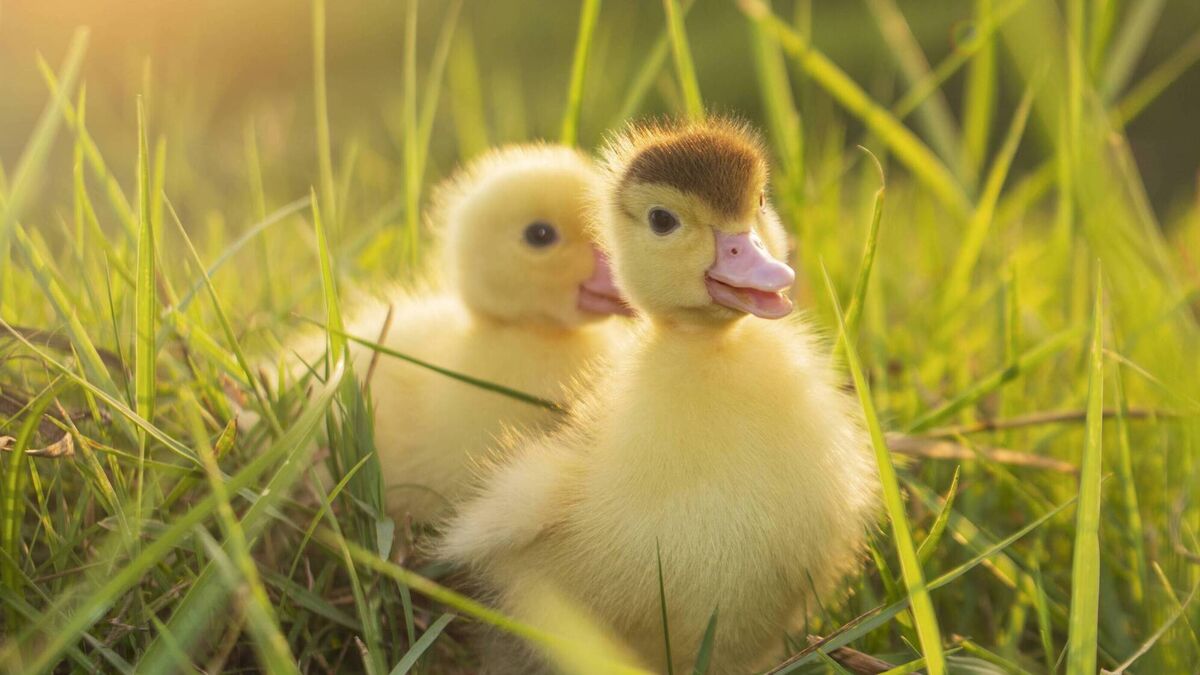 Carlow duck farmer wins latest round in legal dispute with agriculture department